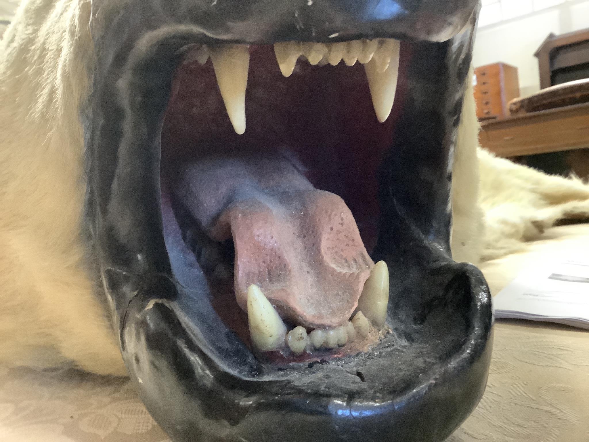 Taxidermy, Polar bear skin (Yrsus Maritimus), a large adult skin rug with head mount, mouth open, pads with claws, backed onto canvas, nose to tail approx. 260cm